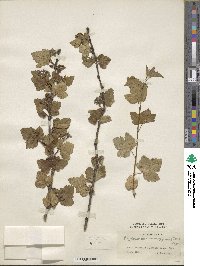 Physocarpus monogynus image