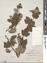 Physocarpus monogynus image