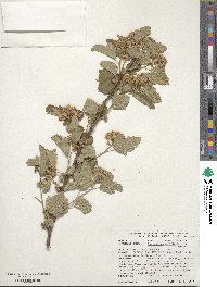 Physocarpus opulifolius image