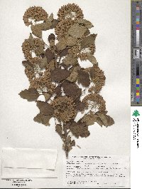 Physocarpus opulifolius image