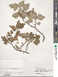 Physocarpus opulifolius image