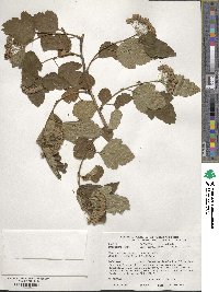 Physocarpus opulifolius image