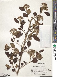 Physocarpus opulifolius image