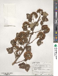 Physocarpus opulifolius image