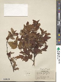 Physocarpus opulifolius image