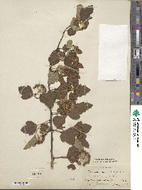 Physocarpus opulifolius image