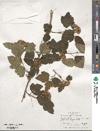 Physocarpus opulifolius image