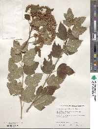 Physocarpus opulifolius image