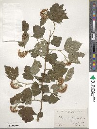 Physocarpus opulifolius image