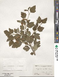 Physocarpus opulifolius image