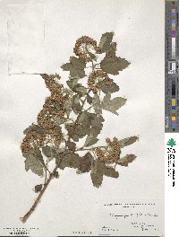 Physocarpus opulifolius image