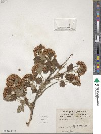 Physocarpus opulifolius image