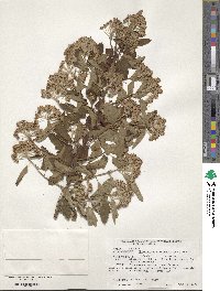 Physocarpus opulifolius image