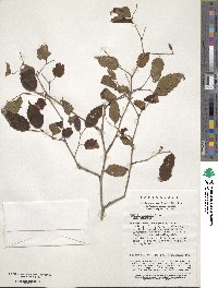 Neillia sinensis image