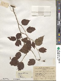 Neillia sinensis image