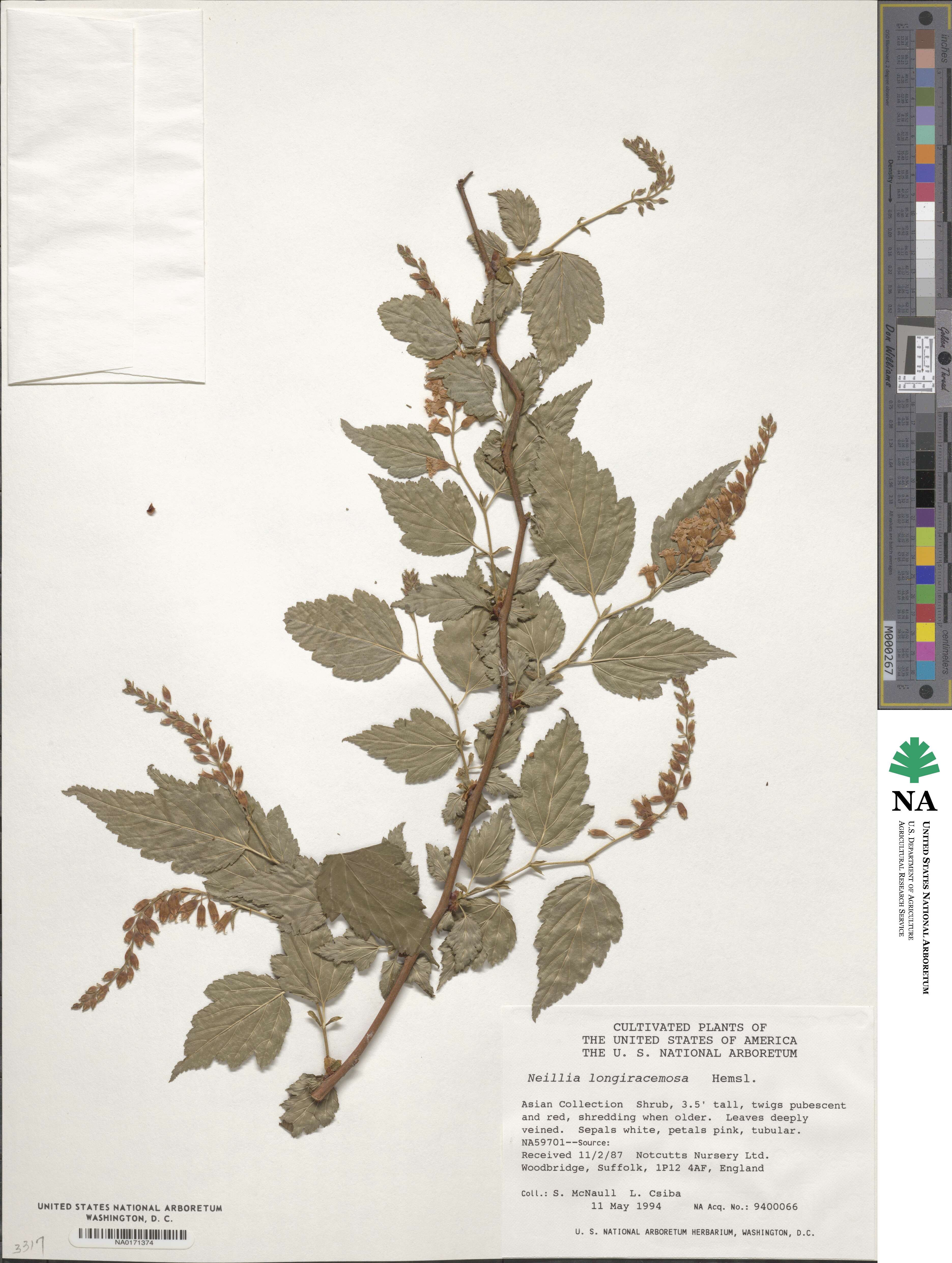 Neillia thibetica image