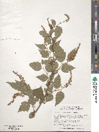 Neillia thibetica image