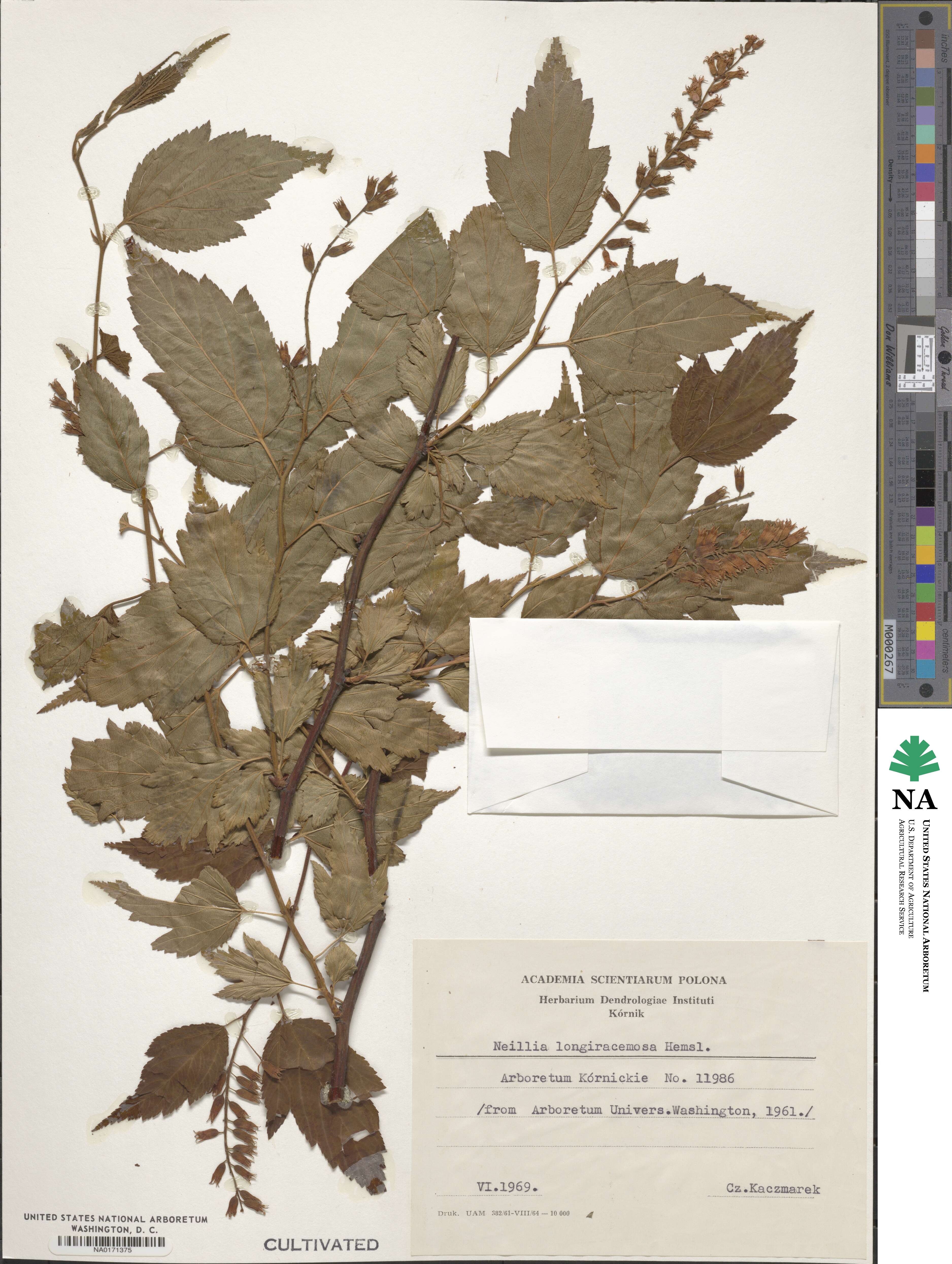 Neillia thibetica image