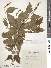 Neillia thibetica image