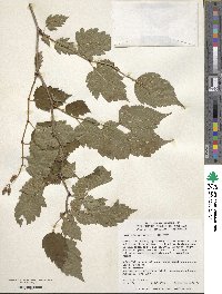 Neillia sinensis image