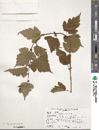 Neillia sinensis image