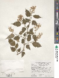 Neillia sinensis image