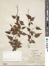 Neillia sinensis image