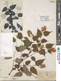 Neillia sinensis image