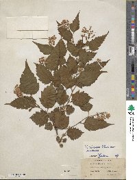 Neillia sinensis image