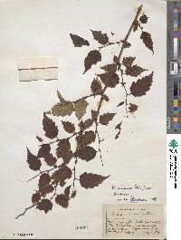 Neillia sinensis image