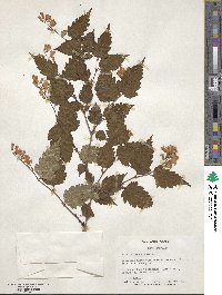 Neillia sinensis image