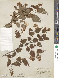 Neillia sinensis image