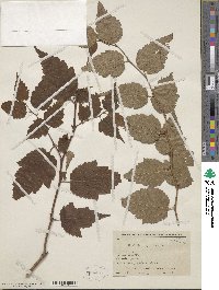 Neillia sinensis image