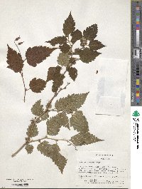 Neillia sinensis image