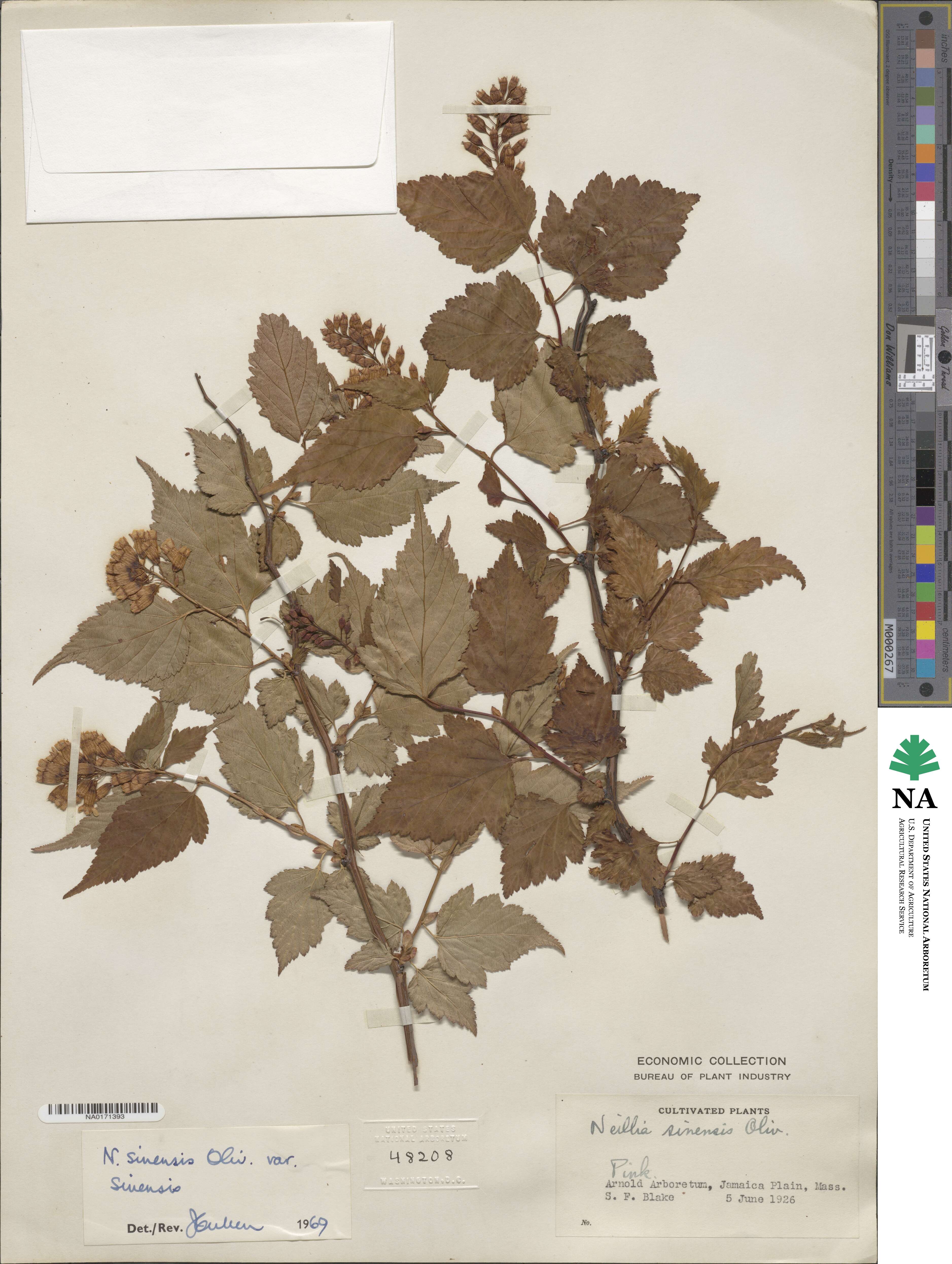 Neillia sinensis image