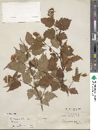 Neillia sinensis image