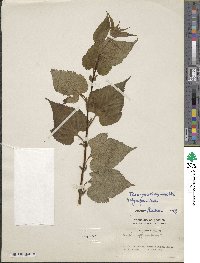 Neillia thyrsiflora image