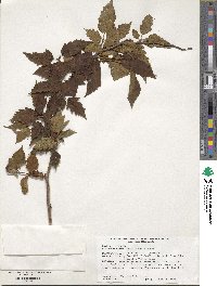 Neillia uekii image