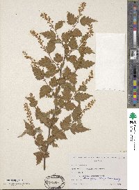 Neillia uekii image