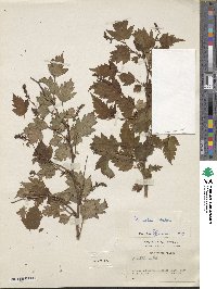 Neillia uekii image