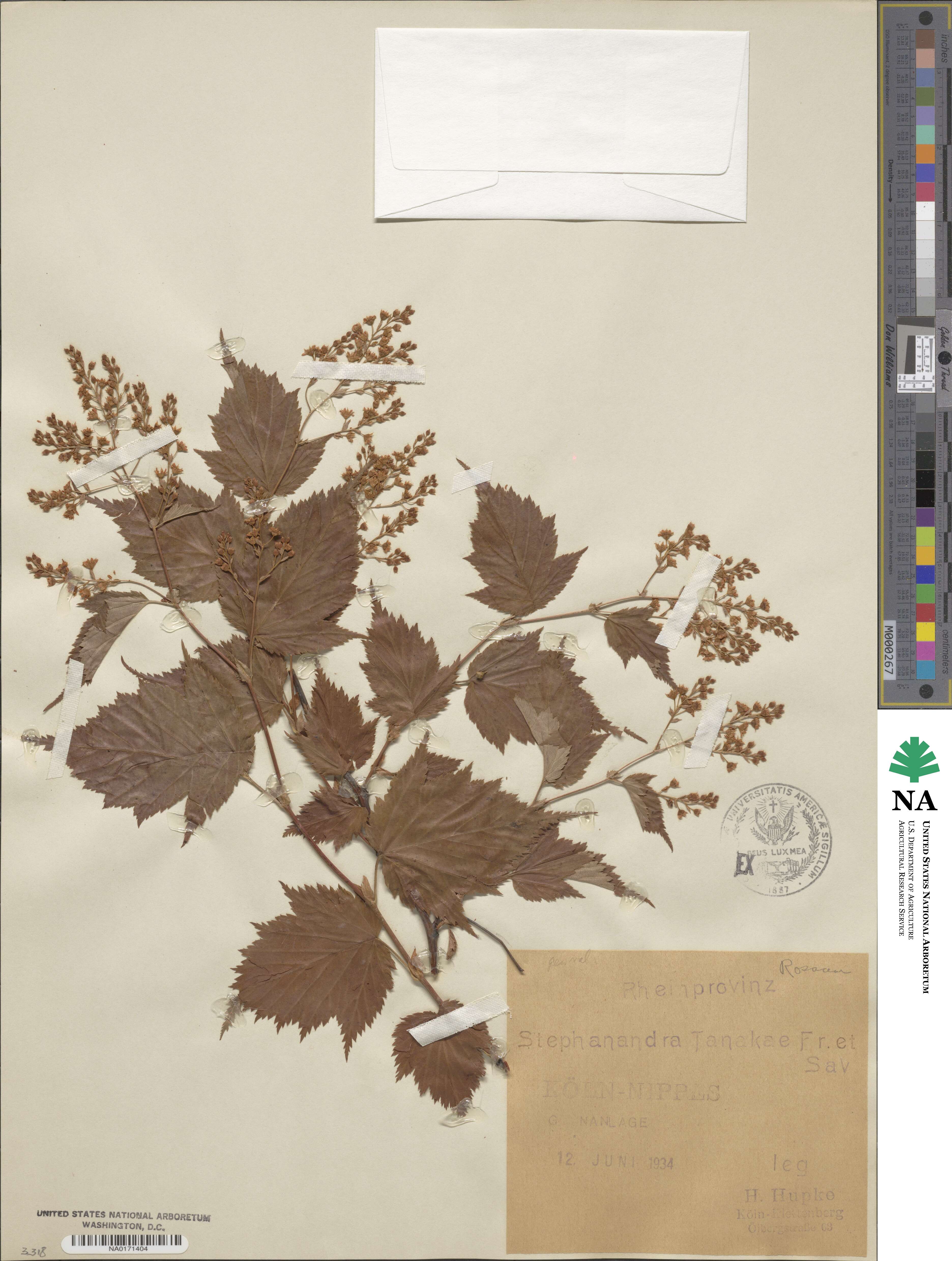 Neillia tanakae image