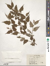 Neillia hanceana image