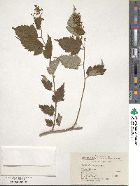 Neillia hanceana image