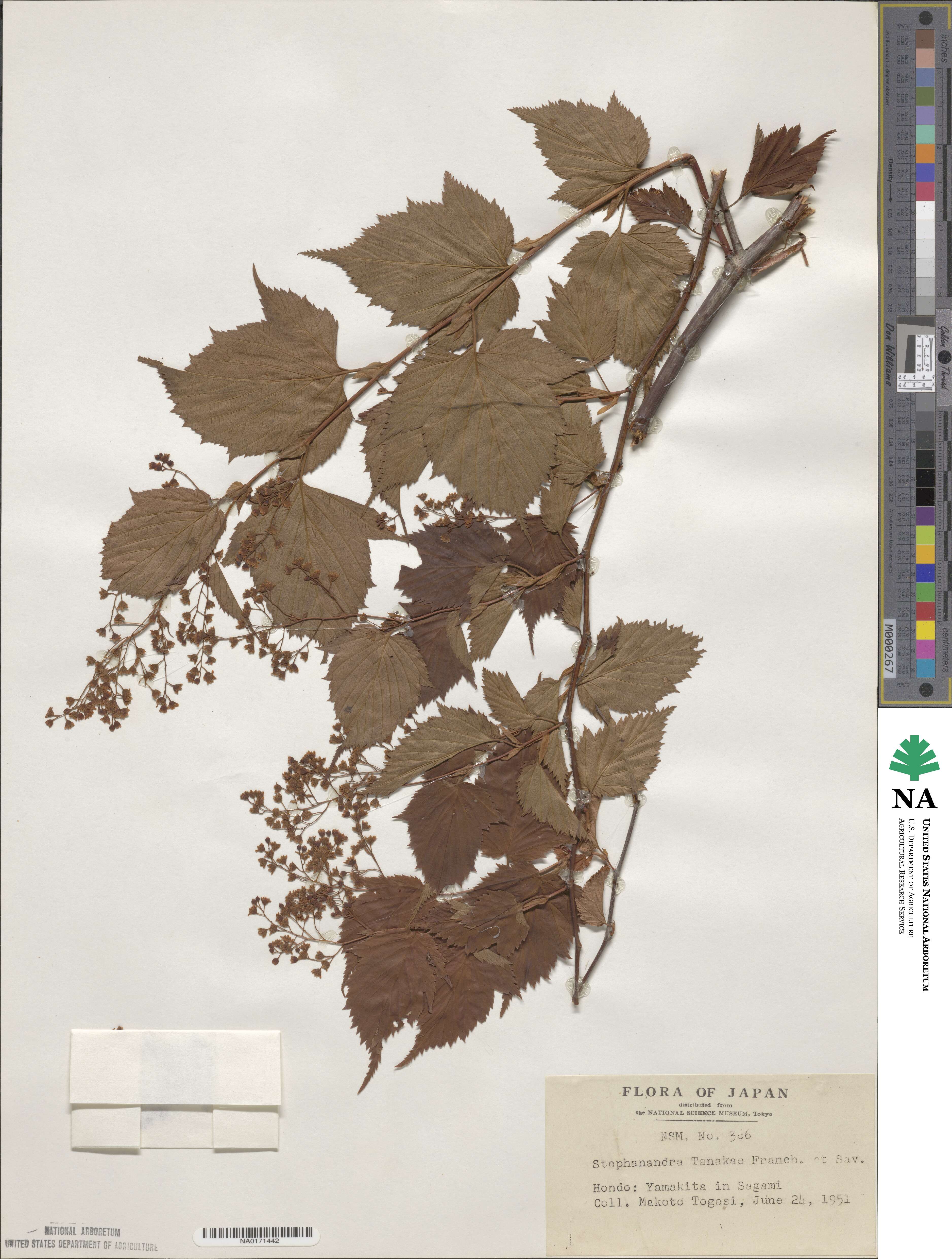 Neillia tanakae image