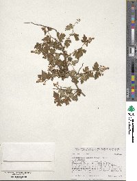 Spiraea incisa image