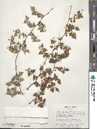 Spiraea incisa image