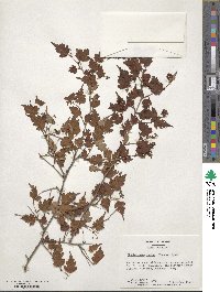 Spiraea incisa image