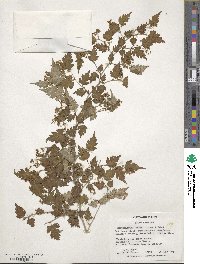 Spiraea incisa image