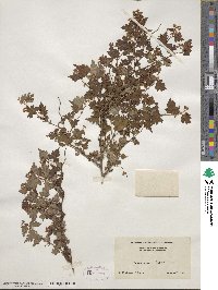 Spiraea incisa image