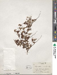 Spiraea incisa image